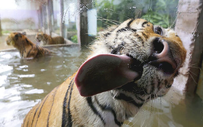 Silly Looking Animals Licking Glass