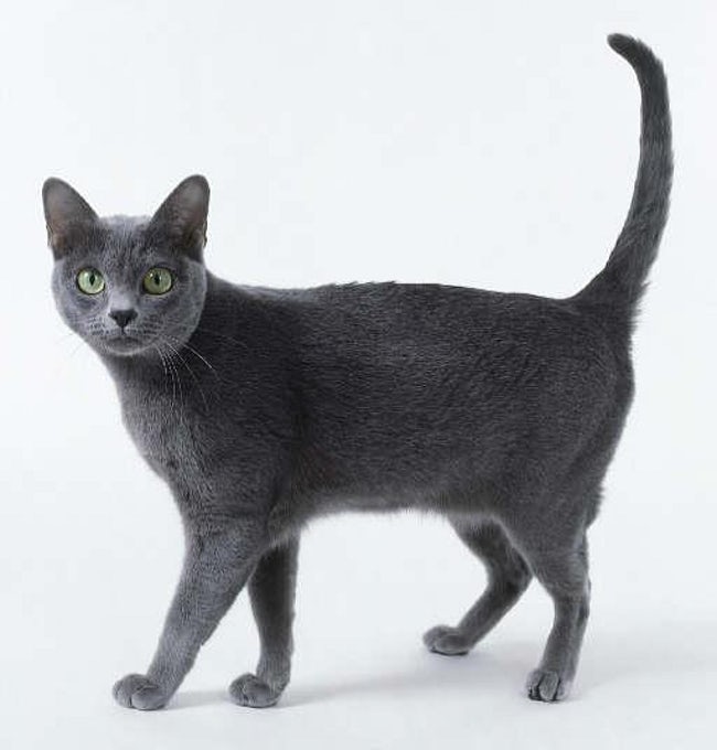 Adorable Hybrid Cats that you will fall in love with instantly