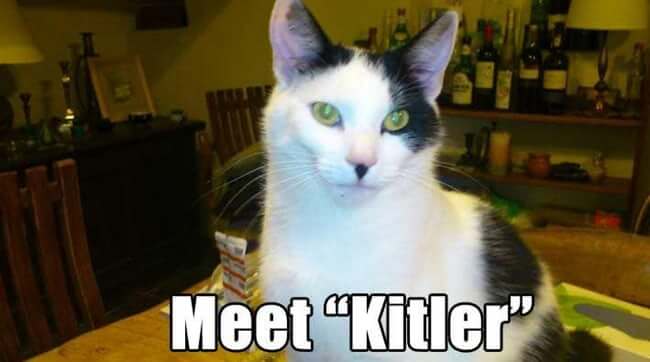 Pets That Were Named Appropriately