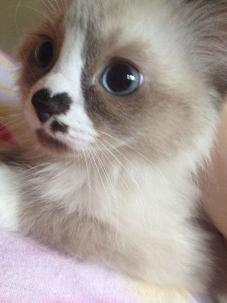 Kitten has a nose with Heart mark