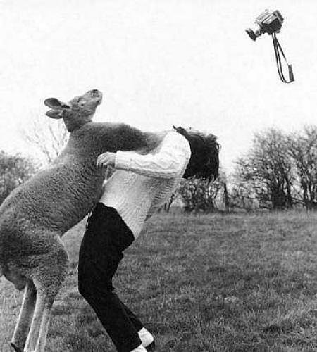 Pictures of Funniest animal attacks on humans