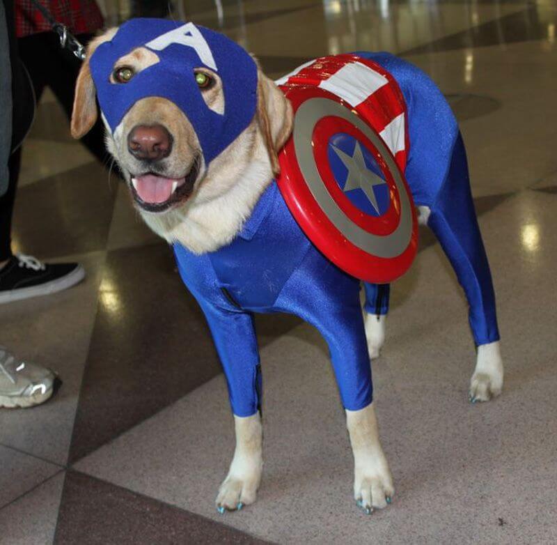 Best Pets Dressed as Superheroes