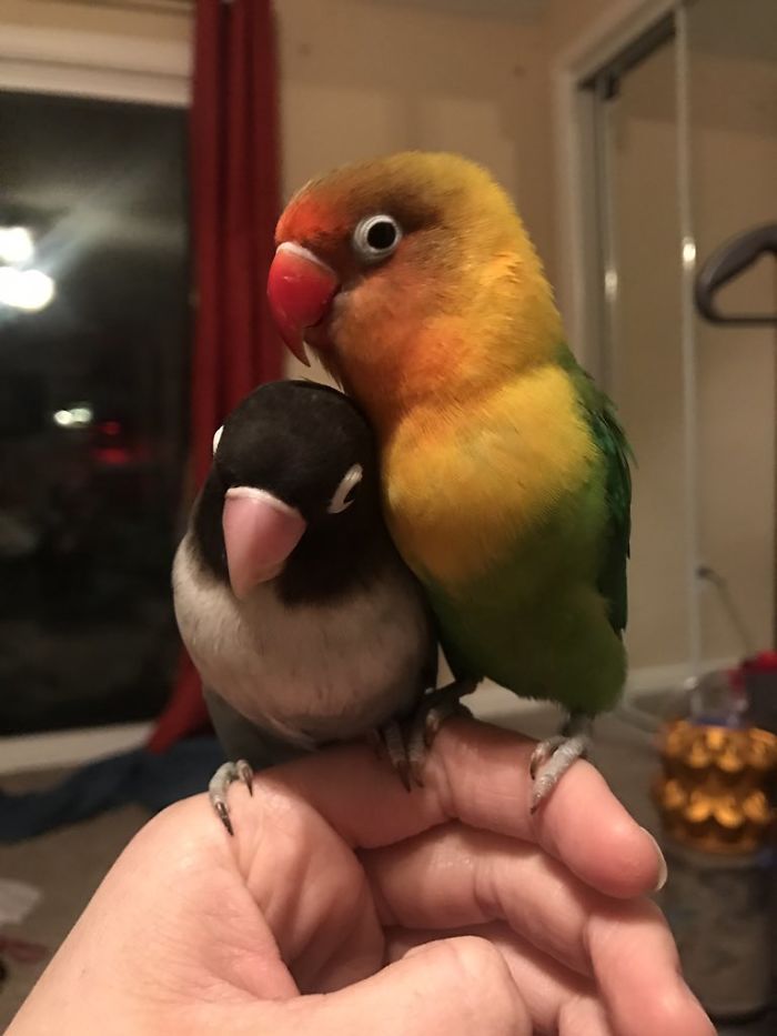 Kiwi And His Goth Girlfriend Just Had 4 Babies And Internet Is in Love