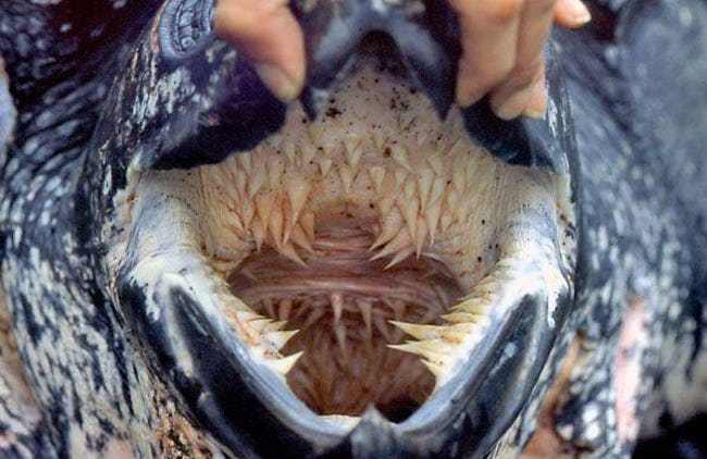 Terrifying Animal Mouths That Are Upsetting To Even Look At