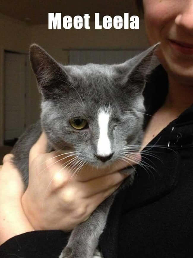 Pets That Were Named Appropriately