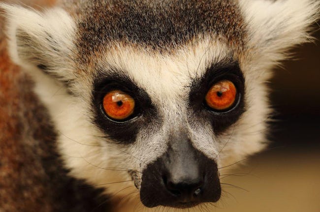 Animals With Utterly Unique, Mesmerizing Eyes