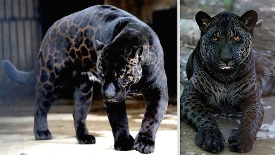 Photos Of Melanistic (All Black) Animals That Will Make You Awww