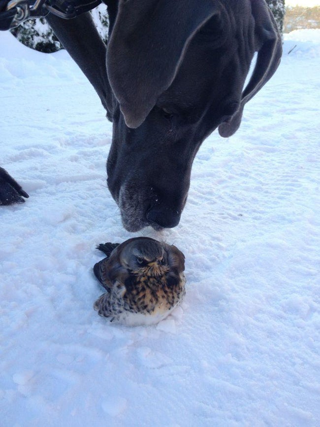 Real-Life Angry Birds