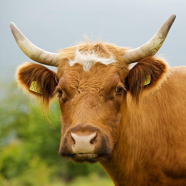 Animals with Bizarre Anatomical features