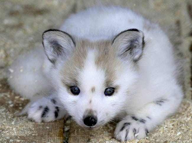 Mind-Blowing Photos Of Half Albino (A.K.A. Leucistic) Animals