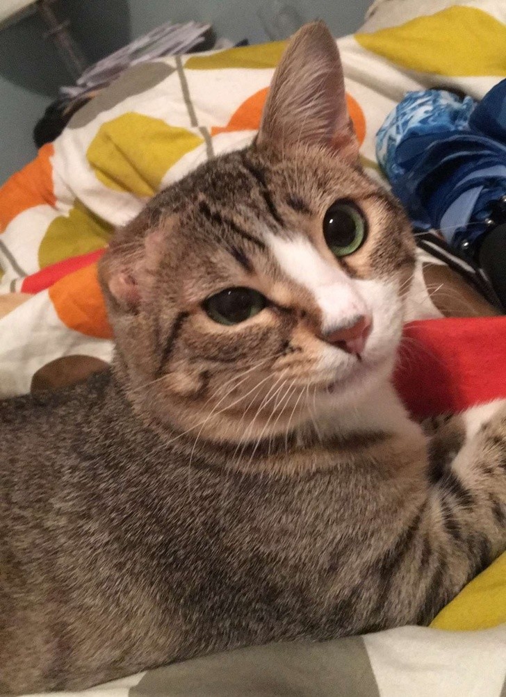 These Injured Animals Found Loving Homes