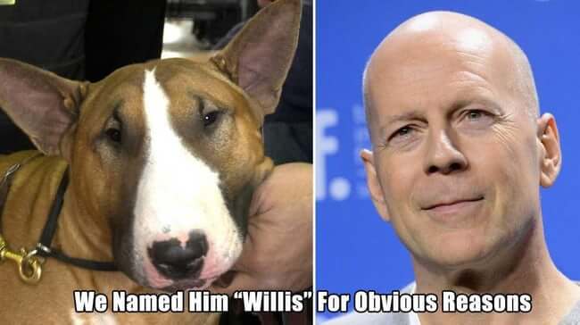 Pets That Were Named Appropriately