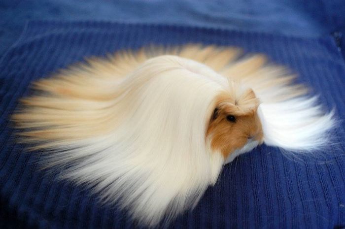 Animals with Insanely Amazing Hair