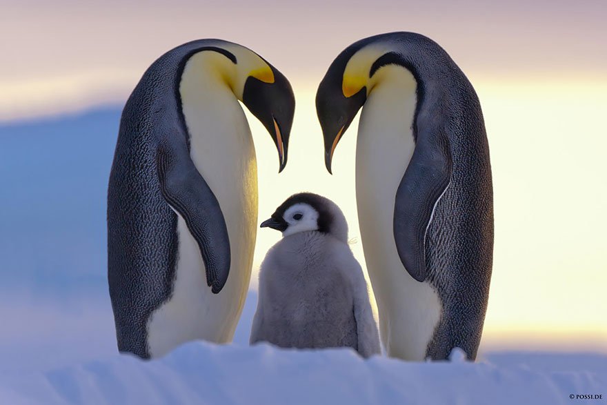 Animal Family Photos That Are Way Cuter Than Yours