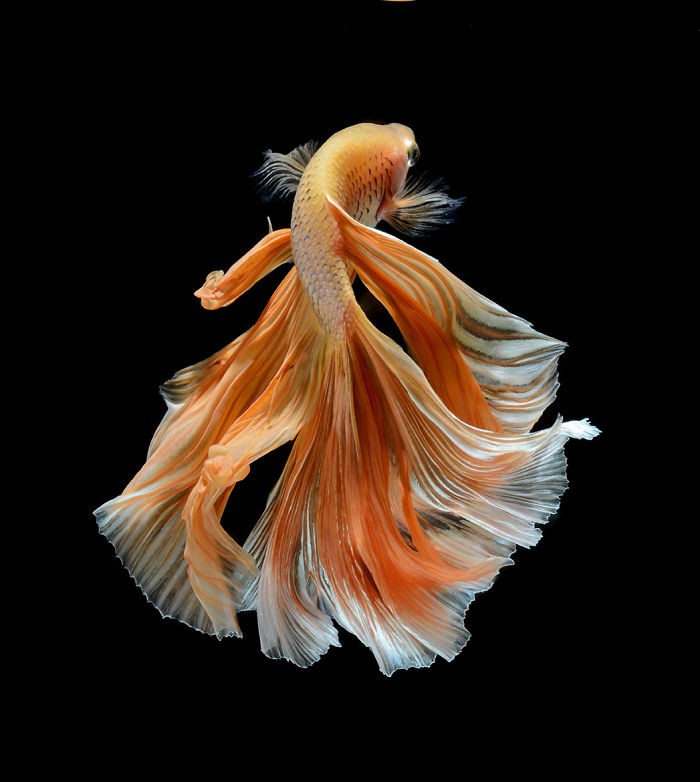 Thai photographer captures pictures of Aquarium Fishes and they are stunningly amazing