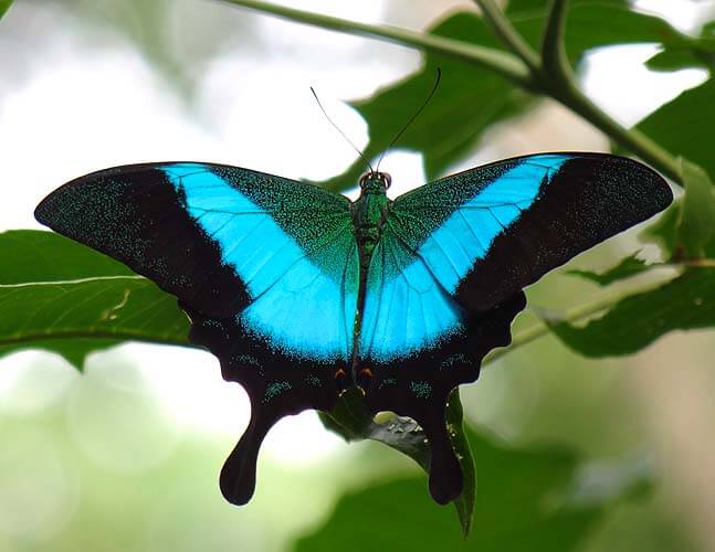 World's most beautiful Butterflies
