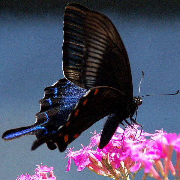 World's most beautiful Butterflies