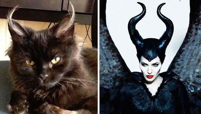Animals That Look Like Famous Fictional Characters