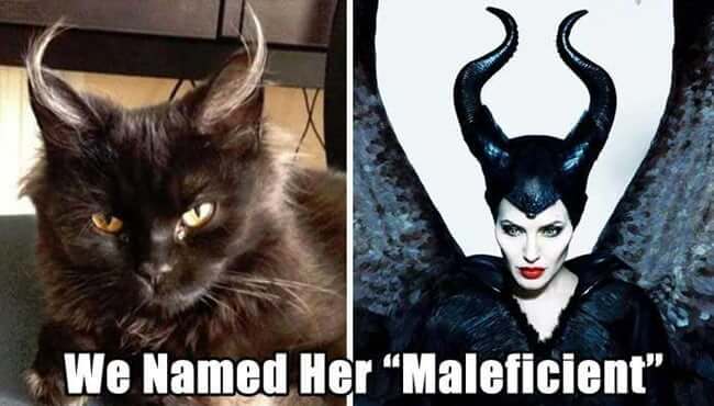 Pets That Were Named Appropriately