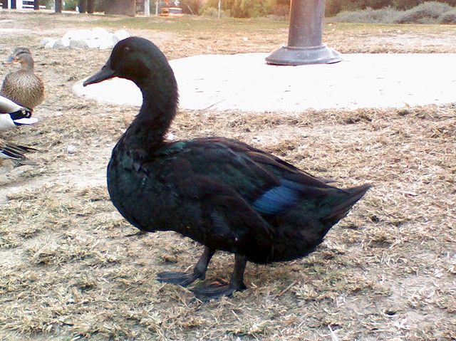 Photos Of Melanistic (All Black) Animals That Will Make You Awww