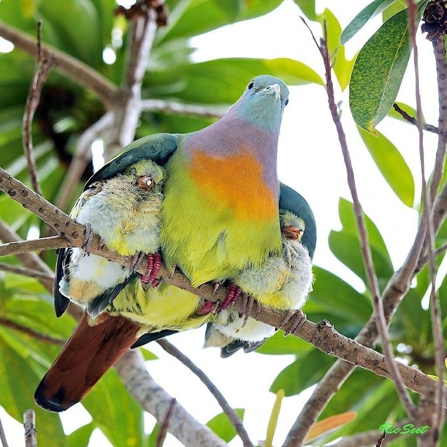 Animal Family Photos That Are Way Cuter Than Yours