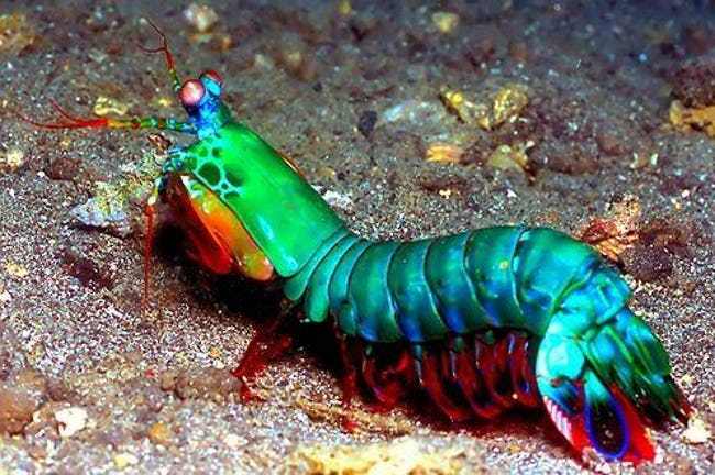 Vibrant Rainbow Animals That Really Exist