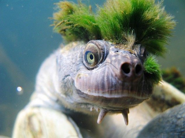 Animals with Insanely Amazing Hair