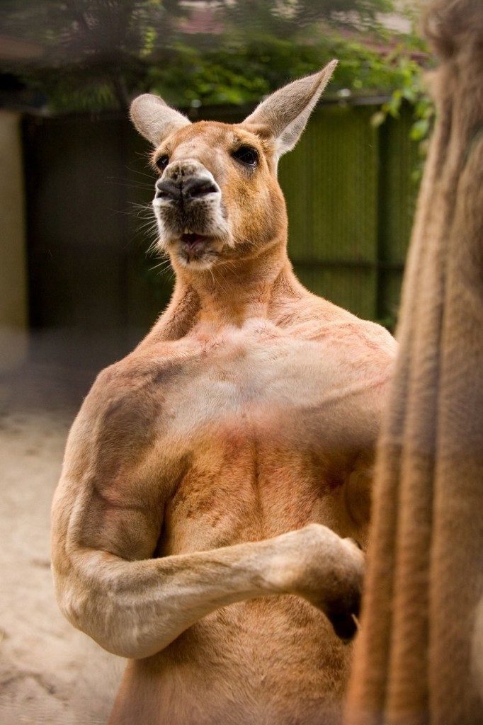 Muscular Animals Of All Times