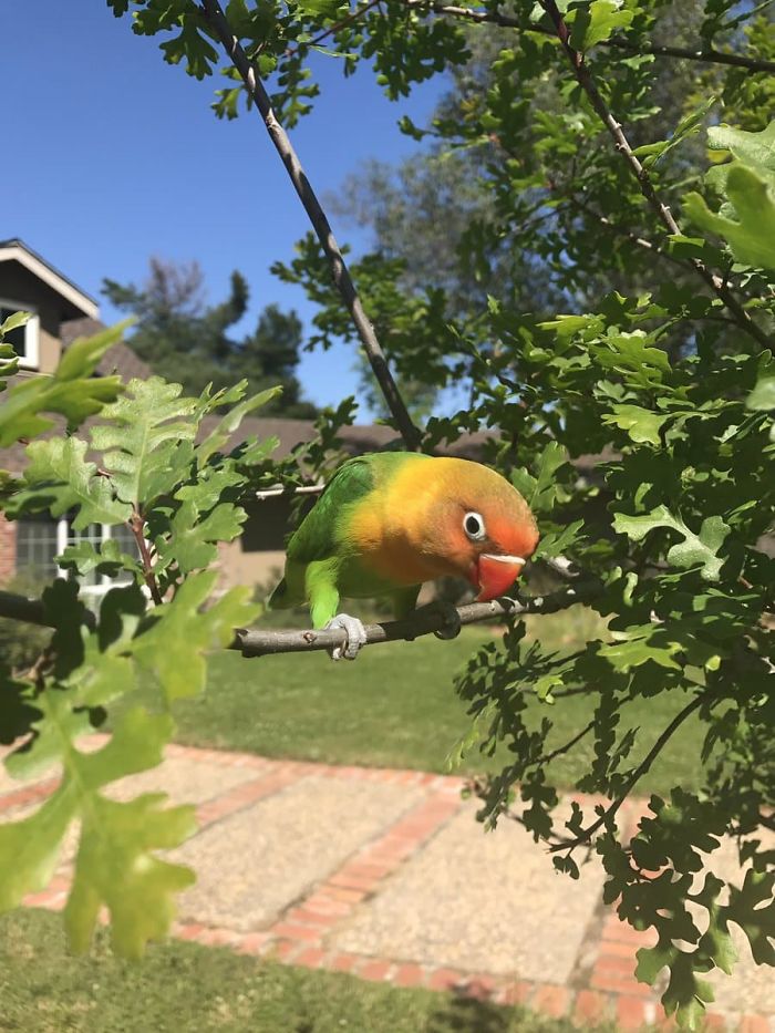 Kiwi And His Goth Girlfriend Just Had 4 Babies And Internet Is in Love