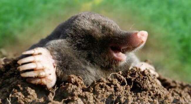Animals that are ugly but are still ironically adorable