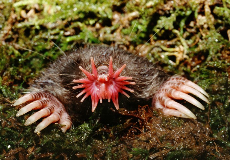 Animal Feet You Have To See To Believe