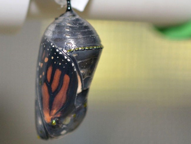 Real Transparent Animals That Will Leave You Amazed