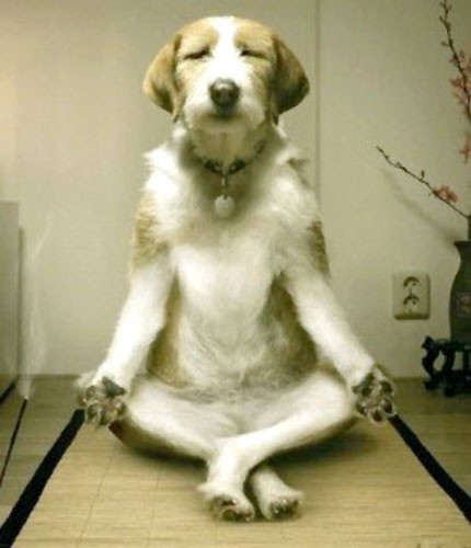 Zen Animals Doing Yoga