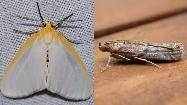 Animal Imposters who fake it to make it