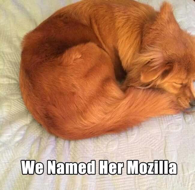 Pets That Were Named Appropriately