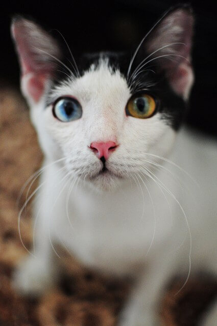 Stunning Photos Of Animals With Heterochromia - Love Your Pet | Pets ...