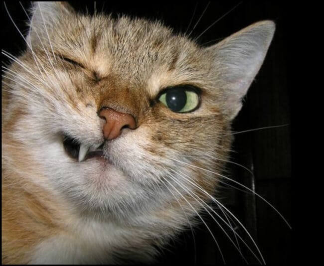 Animals who are winking for a reason