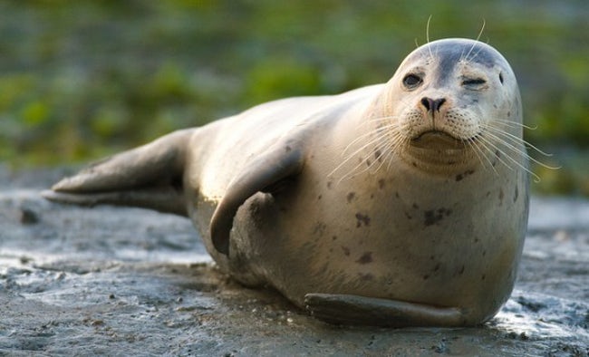 Animals who are winking for a reason