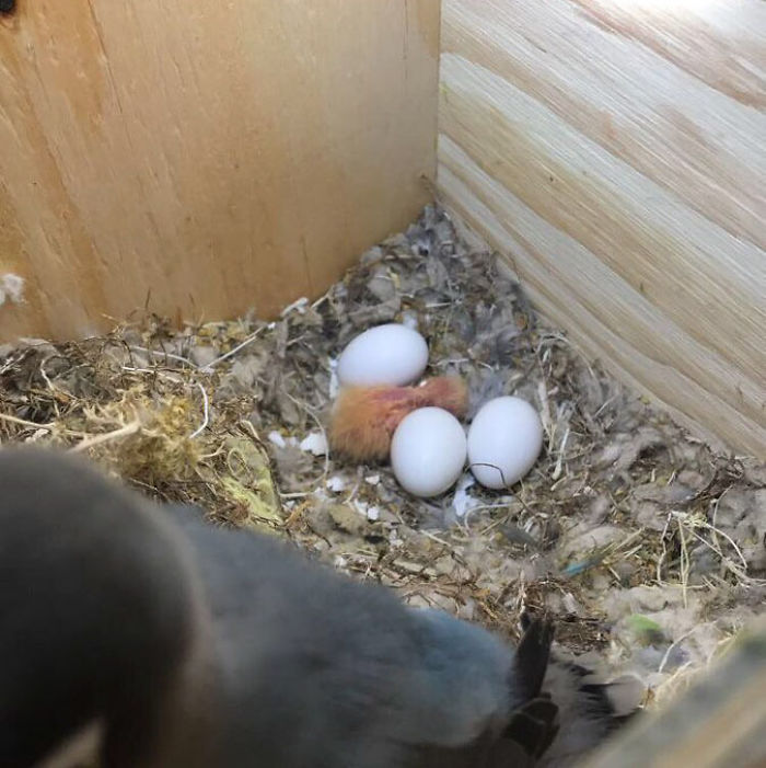 Kiwi And His Goth Girlfriend Just Had 4 Babies And Internet Is in Love