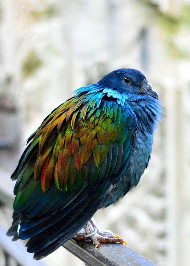 Vibrant Rainbow Animals That Really Exist