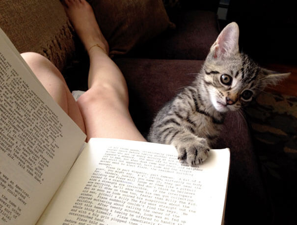 Cats That Would Like Some Attention