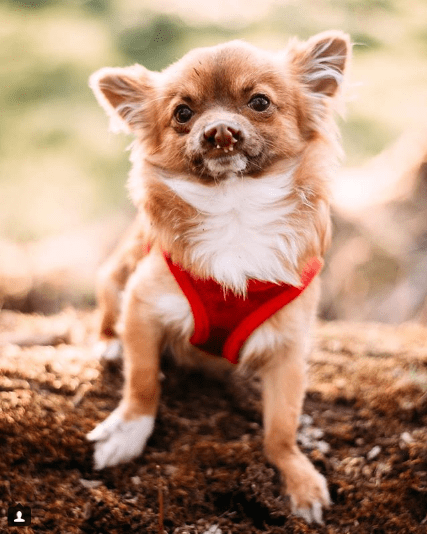 These Injured Animals Found Loving Homes