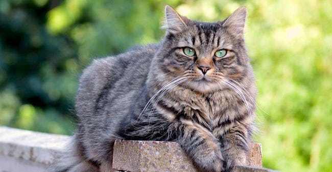 Amazingly rare species of Cats and Dogs