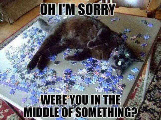Cats That Would Like Some Attention