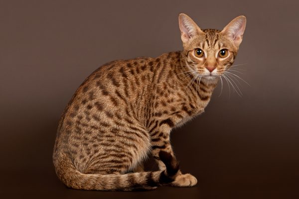 Adorable Hybrid Cats that you will fall in love with instantly