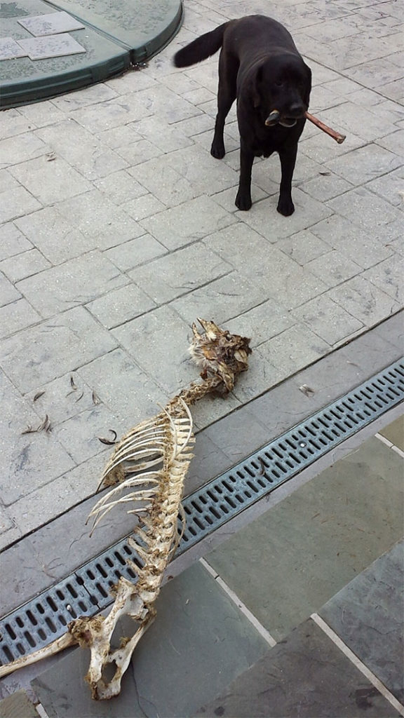 Cute pets that brought presents for their owners