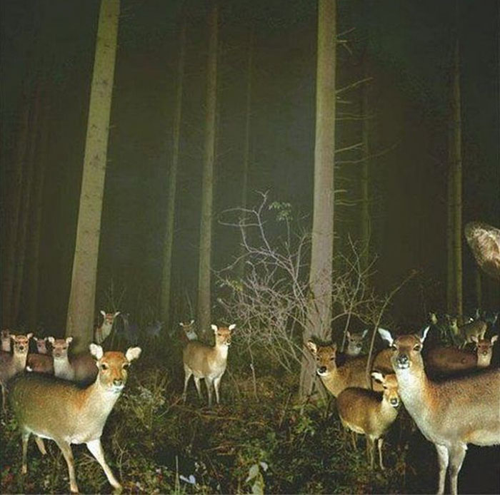 Deer