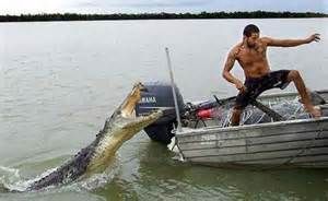 Pictures of Funniest animal attacks on humans