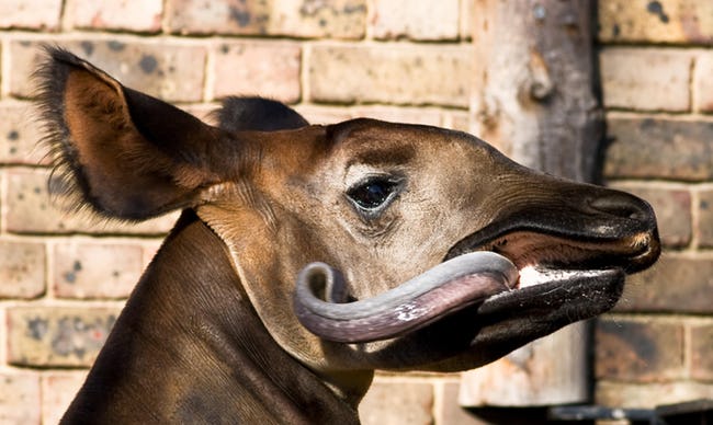 Outrageous Animal Tongues of All Time