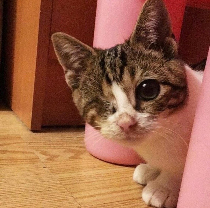 These Injured Animals Found Loving Homes